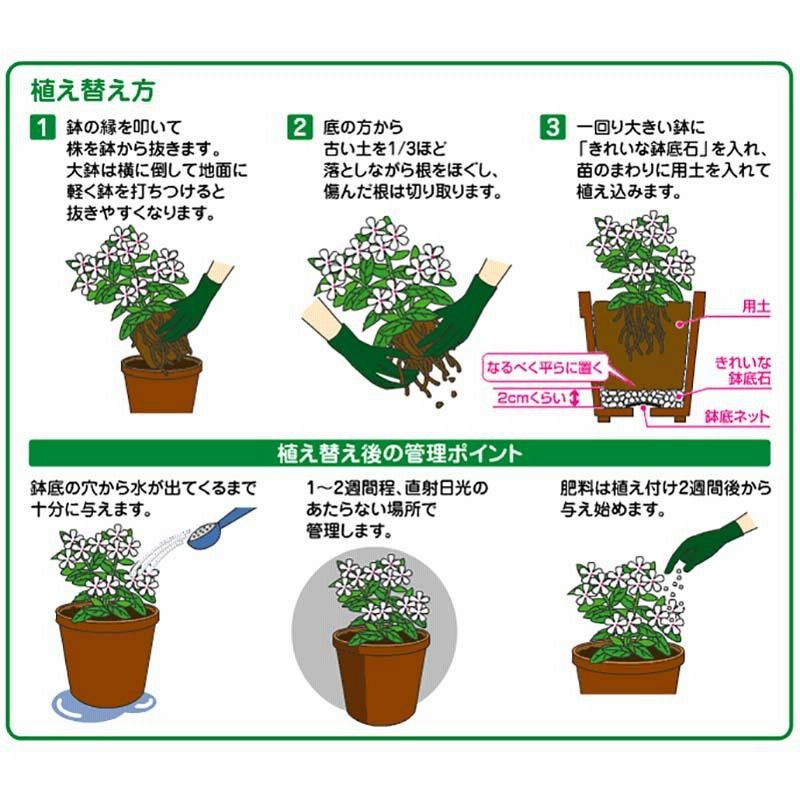 値下げ☆ほっこり 花びら高台小鉢×2(おまけ1)（花ごころ 多肉植物 