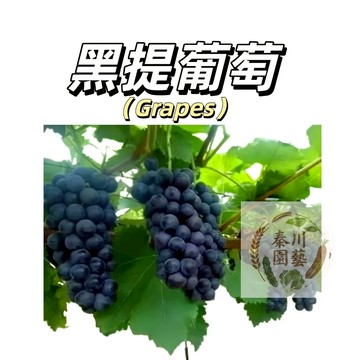 嘉義現貨（黑提葡萄種子PT6 ）爬藤葡萄 特大黑果黑經典品種~結果多皮薄多汁南北部種植庭院水果種子#Grape