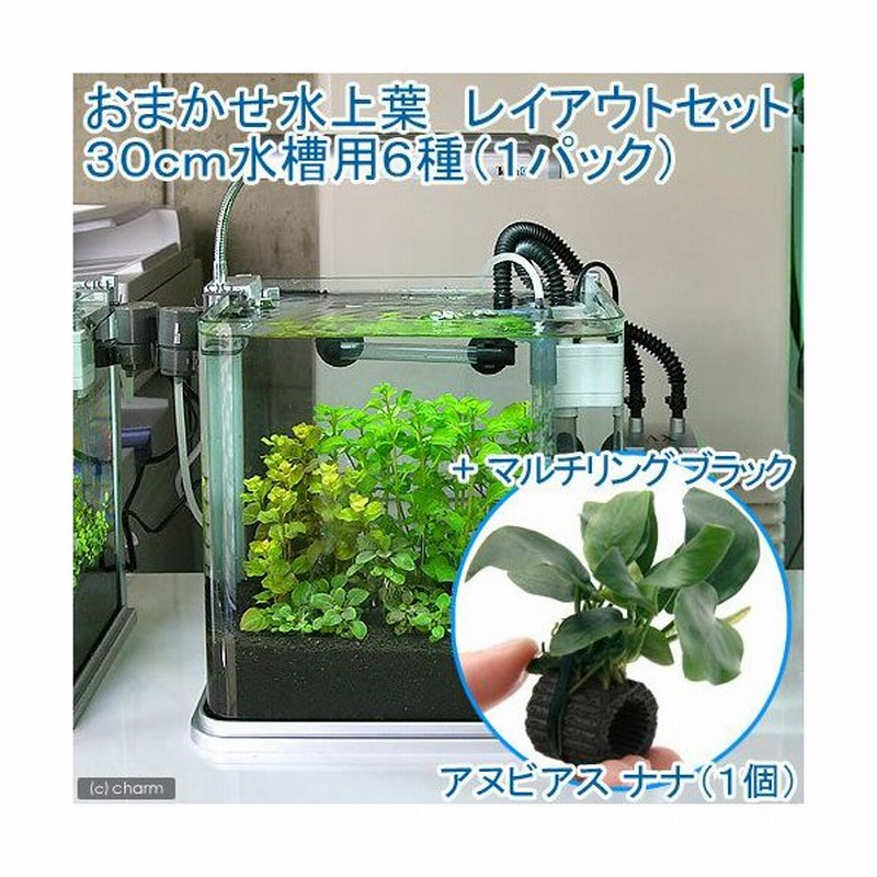 水草 おまかせ水上葉 レイアウトセット ３０ｃｍ水槽用 ６種 マルチリングブラック アヌビアスナナ １個 通販 Lineポイント最大0 5 Get Lineショッピング