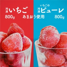 食べ比べ冷凍いちご800g、いちごの冷凍ピューレ800g(大川市)