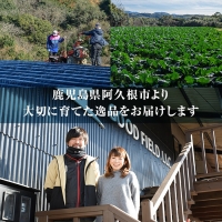 akune-2-151 ＜訳あり＞鹿児島県産さつまいも「紅はるか」(計10kg)国産 熟成 詰め合わせ 野菜 さつま芋 焼芋 鹿児島産 大小混合 期間限定2-151