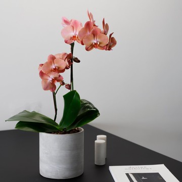 【蘭花盆栽】夕陽 蘭花盆栽 開幕送禮 升遷送禮 開幕盆栽