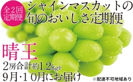 ぶどう 2024年 先行予約 9月・10月発送 シャイン マスカット 晴王 2房（合計約1.2kg） ブドウ 葡萄  岡山県産 国産 フルーツ 果物 ギフト