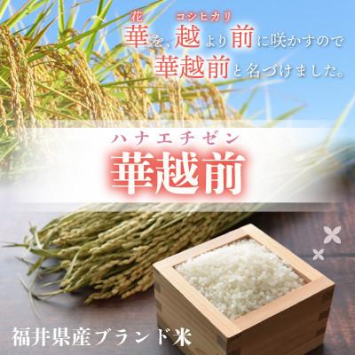 ふるさと納税 越前町 令和5年産　ハナエチゼン(精米)　5kg