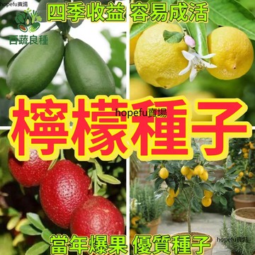 檸檬種子 檸檬籽 萊姆籽 四季檸檬 香水檸檬 庭院果樹 盆栽果樹 香氣植物 家庭果園 觀賞植物 多年生果樹 台灣品種