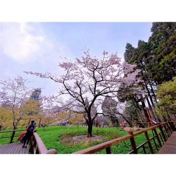 2026台灣燈會抵嘉啦.全新開幕~海賊庄手作空鳳小島.阿里山櫻花季.台灣國際蘭展｜嘉義三日_26TSCYIIDM