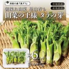 朝採れ山菜 タラの芽 600g