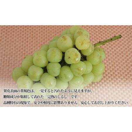 ふるさと納税 ぶどう 2024年 先行予約 たたらみねらる 瀬戸ジャイアンツ 2房（１房約650g） ブドウ 葡萄 岡山県 フルーツ 果物 岡山県里庄町