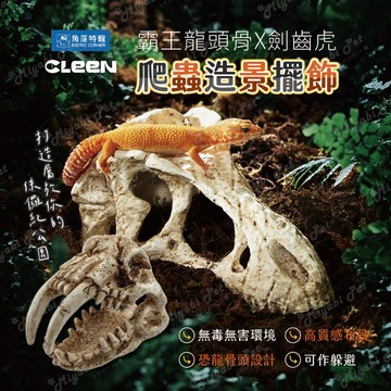 【米亞比寵物】霸王龍頭骨X劍齒虎 爬蟲造景擺飾 CLEEN其鱗 角落特寵 角落水族 侏儸紀公園 爬寵生態 生態擺飾 造景
