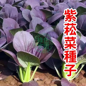 【紫菘菜種子】臺灣在地培育｜葉色鮮豔如花｜輕鬆爆盆收獲｜家庭陽台菜園首選｜天然無添加｜限時優惠中