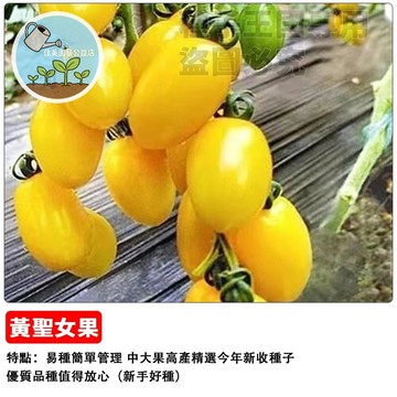黃聖女番茄種子 黃金小番茄 水果番茄 玉女番茄 橙蜜香 生吃甜點 陽台盆栽 家庭農場 有機種植 療癒採收 香甜多汁