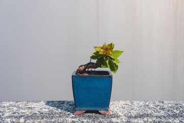 出清價 重瓣九重葛迷你盆栽 三角梅 花果盆栽 盆體邊角有裂痕