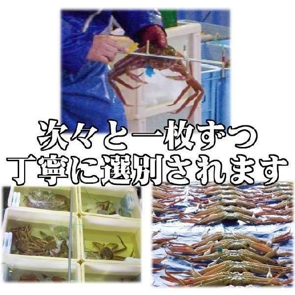 地物 (ゆで) 松葉がに 1枚 約500g〜600g