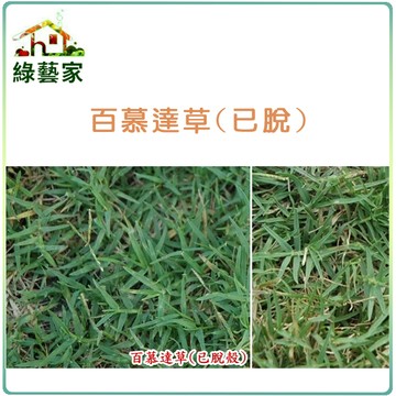 【綠藝家】M06.百慕達草種子(已脫殼)25000顆
