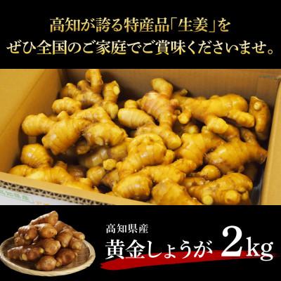 ふるさと納税 芸西村 高知県産　黄金しょうが　2kg