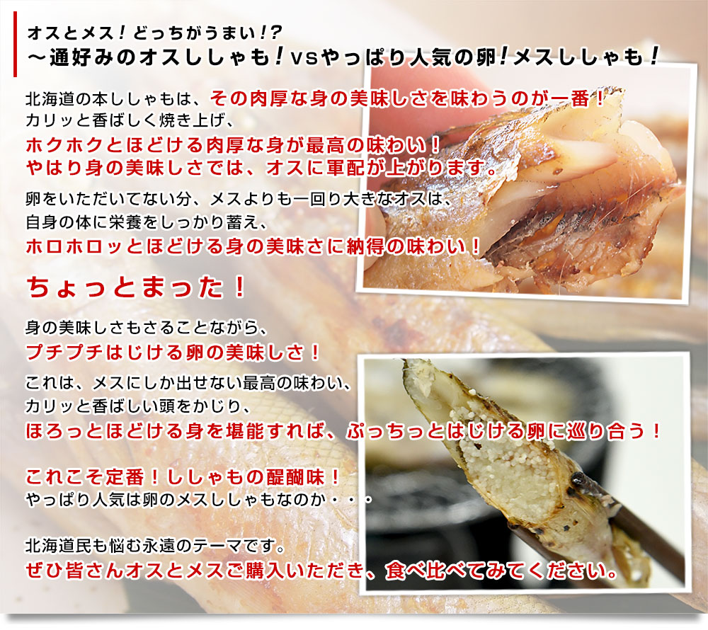 北海道より直送 北海道産 本ししゃも 子持ちのメス 20尾（10尾×2入り） 送料無料 北柳葉魚 本シシャモ