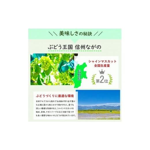 ふるさと納税 長野県 千曲市 2024年先行予約シャインマスカット約1kg（2024年10月・11月・12月発送）