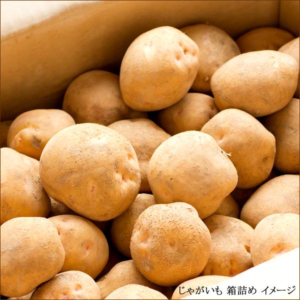 北海道産 じゃがいも キタアカリ 10kg きたあかり ジャガイモ 馬鈴薯 新じゃが 越冬 野菜 自宅用 家庭用 北海道 グルメ 送料無料 お取り寄せ