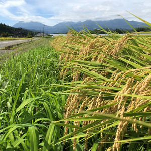 令和5年度産 ゆうだい21 玄米10kg(5kg×2袋)｜数量限定 お米 国産 日光産 産地直送 [0314]