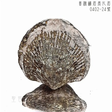 🐚黃鐵礦石燕化石0402-24號 對應海底輪 & 太陽輪 & 眉心輪