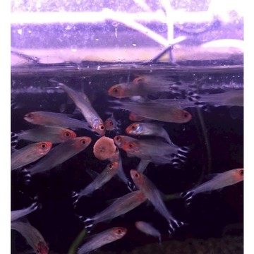 <黏貼飼料 2粒1元> 台灣大廠 增豔 小型魚 燈科魚 孔雀魚 米蝦 異型/沉底/底棲飼料