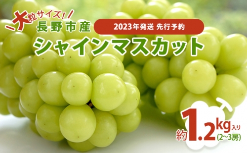 ぶどう 先行予約 大粒 長野市産 シャインマスカット 約1.1kg入り 2～3房 葡萄 ブドウ フルーツ 果物 シャイン マスカット デザート おやつ 信州 2024年秋発