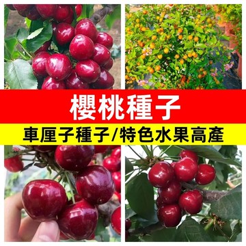 【台灣果苗】櫻桃種子 車厘子 大櫻桃 水果種子 盆栽觀賞 果樹苗 栽種DIY 居家園藝 種植樂趣 新手入門 家庭農場