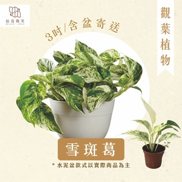 【拈花微笑】雪斑葛｜3吋｜觀葉植物｜含盆寄送