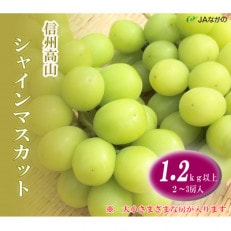 信州高山　シャインマスカット1.2kg以上　2～3房入り