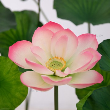 仿真荷花 過膠荷花 仿真花 假花 單支荷葉 蓮蓬 水池魚池景觀裝飾花藝舞台道具
