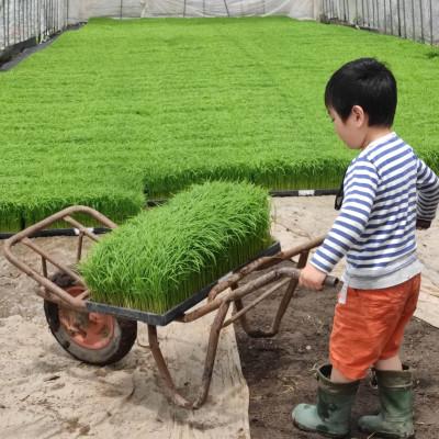 ふるさと納税 飛騨市 飛騨古川産　特別栽培米こしひかり玄米 5kg