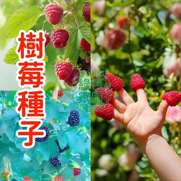 蝦皮優選 【樹莓種子】野生樹莓 四季種植盆栽地栽 生長旺盛 果實豐碩 當年結果植物 水果種子 一年兩季 樹莓種子
