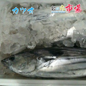 カツオ 1尾（約5~6kg）千葉県産 かつお 鰹