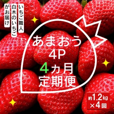 いちご職人 白木のいちご あまおう 1.2kg(300g×4P) 4回コース