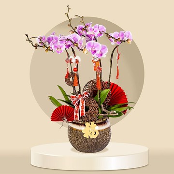 婚紗蝴蝶蘭6棵 (GF00057) 蘭花 新春蘭花 年花 自家蘭花園種植