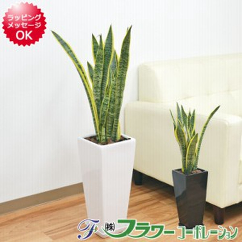 観葉植物 サンスベリア サンセベリア ローレンティ 7号陶器鉢植え ロングスクエア 75cm 大型 おしゃれ お祝い 送料無料 通販 Lineポイント最大1 0 Get Lineショッピング