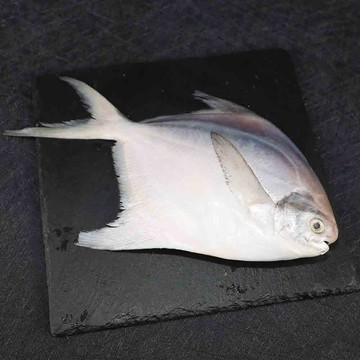 三頓飯 鮮嫩野生白鯧魚(4尾組_220-280g/尾)