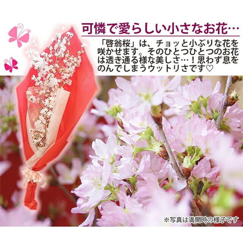 啓翁桜 切り花 山形 花束 テーブルやリビング用 特級60ｃｍ 10本 9個