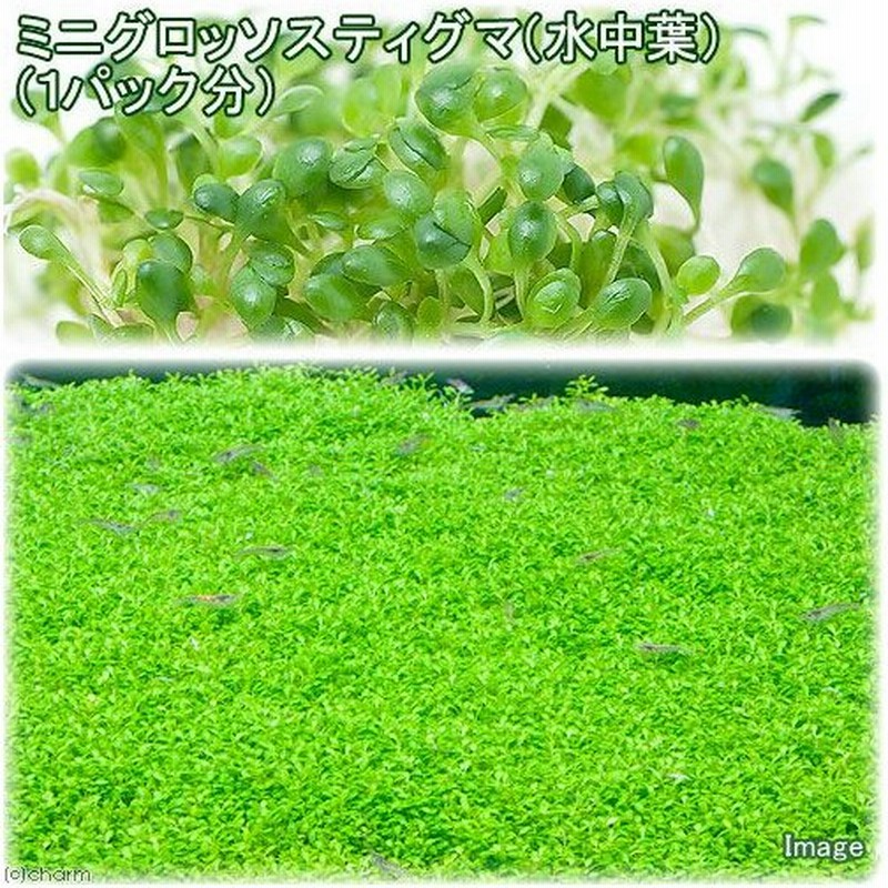 水草 ミニグロッソスティグマ 水中葉 無農薬 １パック分 通販 Lineポイント最大0 5 Get Lineショッピング