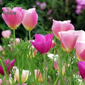 花菱草種子 耐旱野花 開花地被 金英花 懶人花籽 四季草花 花海植物 蜜源植物 易種花卉 春季開花 繽紛混色