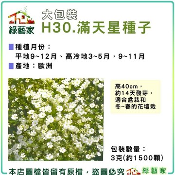 【綠藝家】大包裝H30.滿天星(白色，高60~90cm)種子3克(約1500顆)