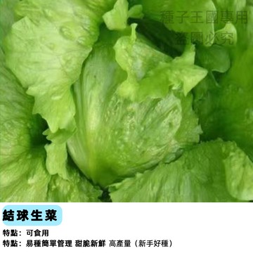 結球生菜種子SC-4 美生菜種子 大陸妹種子 夏季耐熱 居家陽台盆栽 家庭菜園 脆甜多汁 室內可種 易栽種