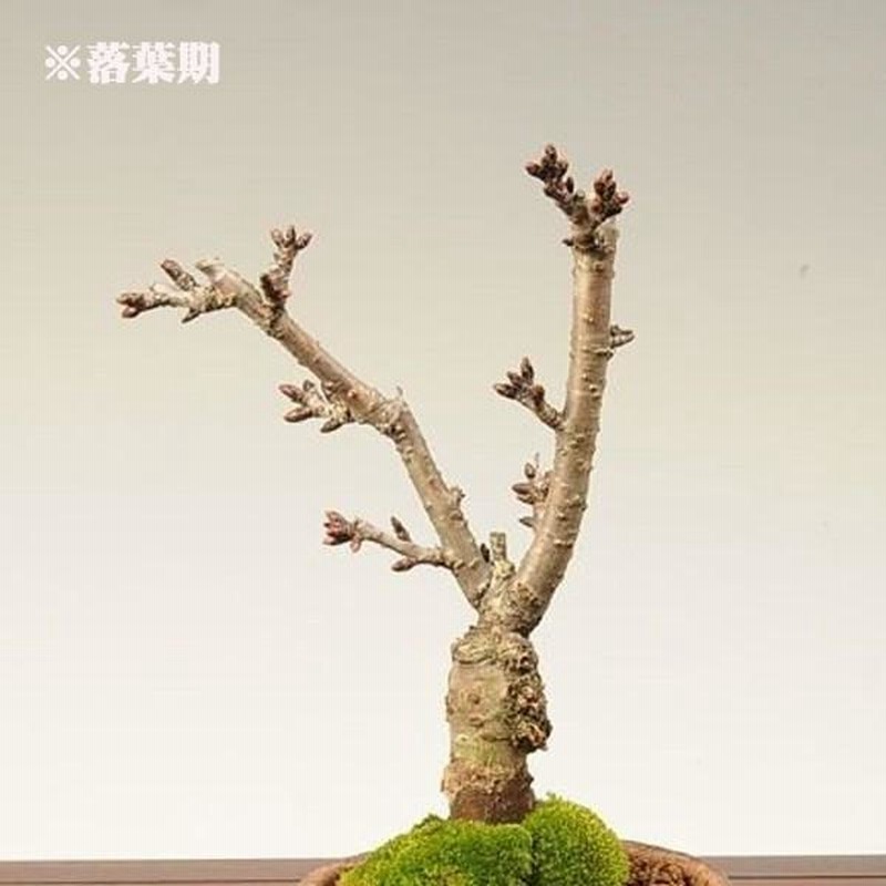 桜盆栽:一才桜盆栽(信楽焼黒イブシ金彩小鉢)*(2025年春開花 桜盆栽:一才桜盆栽(信楽焼黒イブシ金彩小鉢)*(2025年春開花