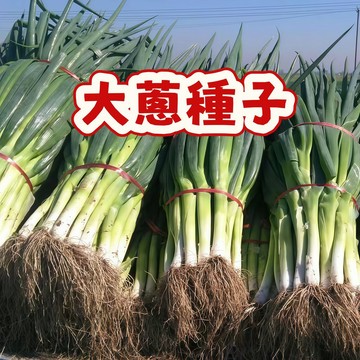 🥬大蔥種子  今年新種  發芽率高  產量高 營養豐富 新手易種植 庭院陽台盆栽  #超優惠