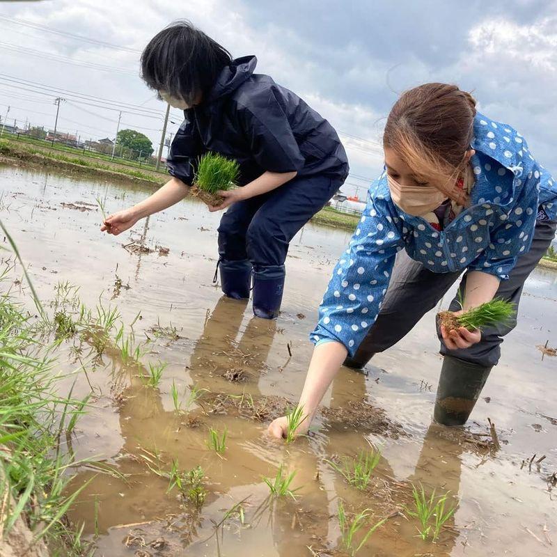 水菜土農園精米秋田県産 ミルキークイーン 5kg 令和4年産 古代米お試し袋付き