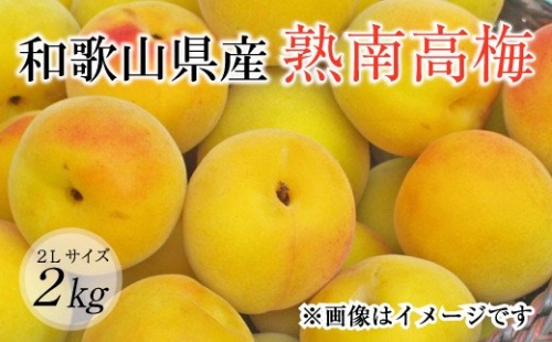 熟南高梅（生梅）2Lサイズ約2kg＜6月中旬から順次発送＞