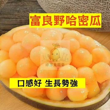 🌱早熟高產 富良野哈密瓜種子HMG-25 生長勢強 洋香瓜 蜜瓜 易生長  高產 抗病抗旱易種植 高產爬藤水果種子