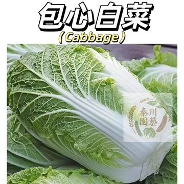 台灣現貨（包心白菜種子）四季高產~新手易種~結球白菜.甜度高.葉幅圓形.葉色黃綠.抽苔晚)#結球類及花菜類種子