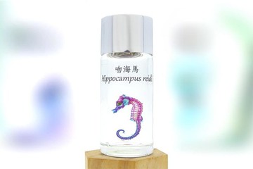 透明生物標本 - 吻海馬 Hippocampus reidi (大)