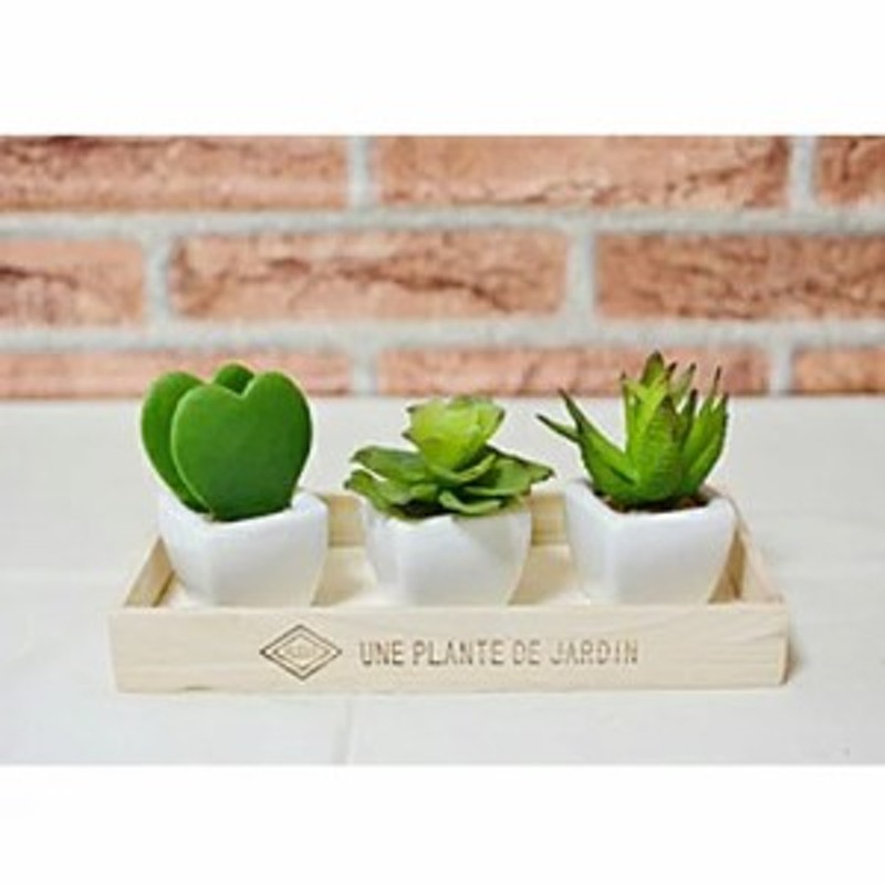 多肉植物3点セット 可愛い 多肉植物 観葉植物 セット インテリア ミニグリーン 送料無料 通販 Lineポイント最大1 0 Get Lineショッピング